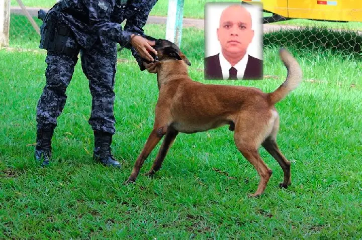 Após desconfiança de PMs, cães farejadores localizam 8 kg de droga em carro conduzido por advogado na BR-364