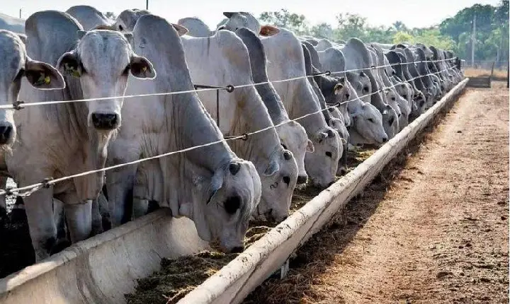 O tarifaço que ninguém fala: China impôs 55% sobre carne brasileira e Brasil pode perder até R$ 16,5 bilhões em exportações