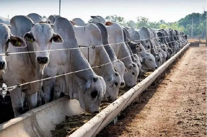 O tarifaço que ninguém fala: China impôs 55% sobre carne brasileira e Brasil pode perder até R$ 16,5 bilhões em exportações