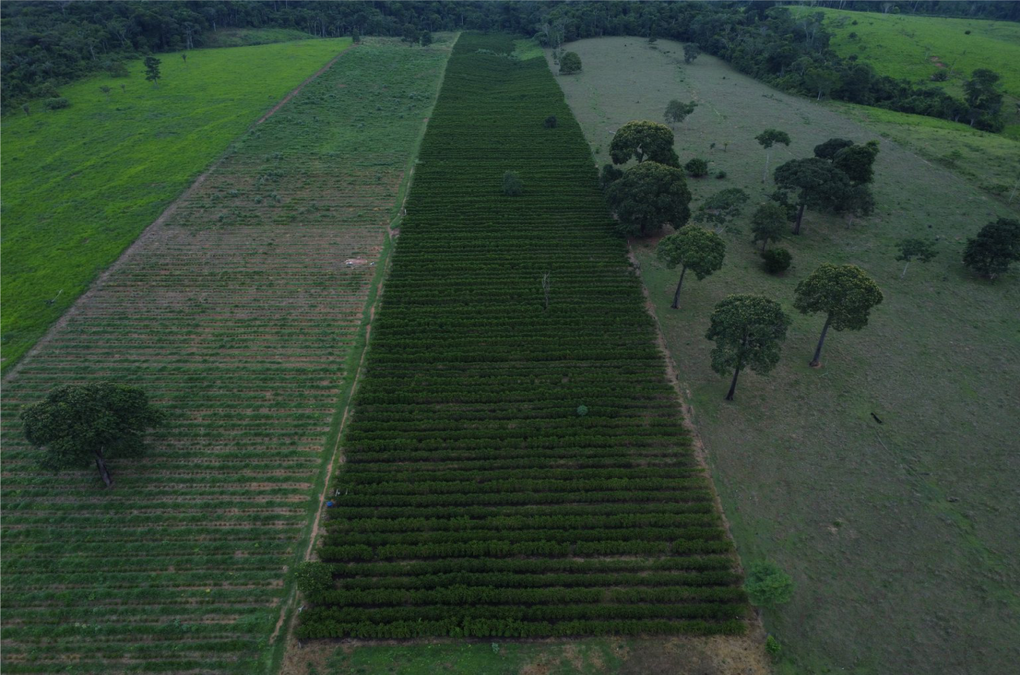 Conheça o 2º melhor café do nosso município.