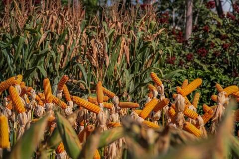 Idaron estima queda de 60% da safra 2023/2024 de milho e soja devido ao El niño