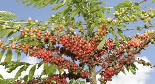 Preço do café conilon em Cacoal (RO) reage, mas não agrada produtores