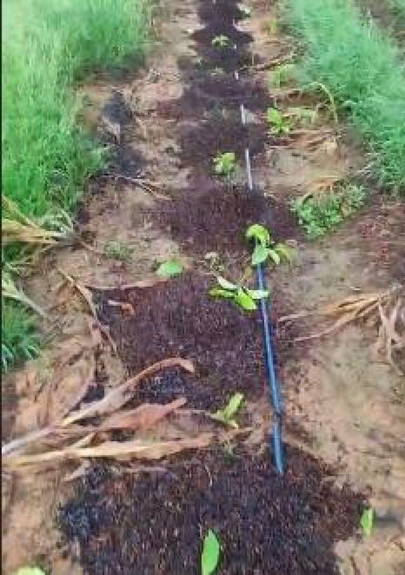 Bandidos destroem plantação de café e cortam mangueiras do sistema de irrigação em Migrantinópolis