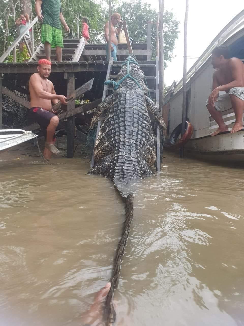 ‘Jacaré gigante’ é capturado por ribeirinhos e tamanho do animal impressiona