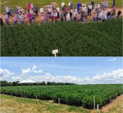 Mesmo em safra adversa, produtores estão animados para conferir resultados de pesquisas do CTECNO Araguaia