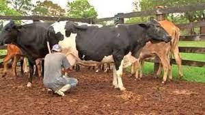 Produtores de leite de Mato Grosso paralisam produção por queda no preço
