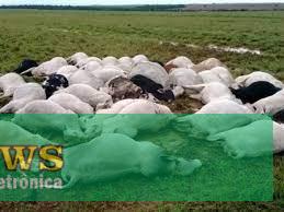 Raio mata 10 cabeças de gado em Nova Brasilândia do Oeste ERRATA