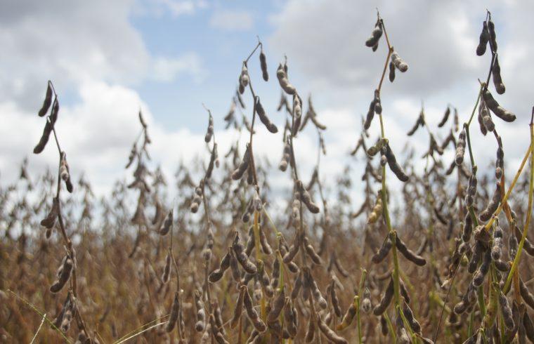 Cresce o número de propriedades cadastradas para cultivo de soja em Rondônia