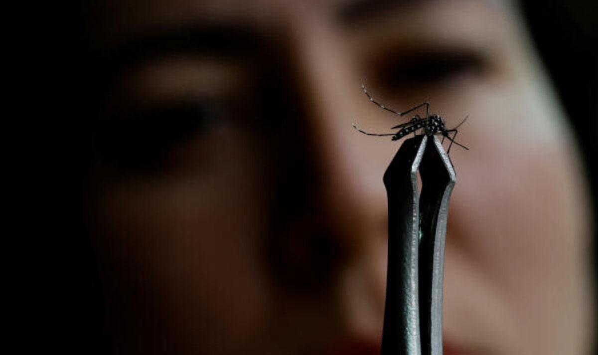 Registros de dengue explodem e brasil pode apresentar um cenário de caos