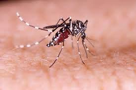 São Paulo decreta emergência por causa da dengue