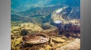 Sucuri gigante exibida em documentários é morta a tiros em Bonito (MS)