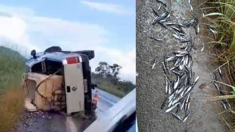 Milhares de alevinos morrem após picape se envolver em acidente e tombar na BR 364