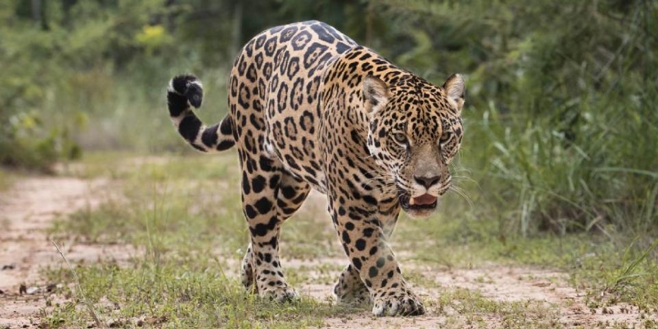 Onça mata funcionário de fazenda e arrasta corpo por 300 metros