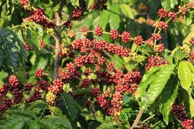 Problemas climáticos puxaram mudança estrutural no mercado do café, mas até quando preços se sustentam?