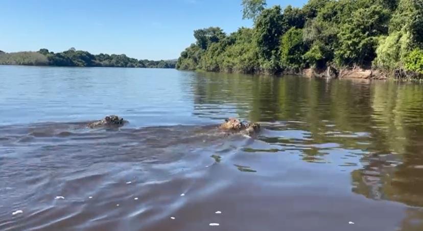 Casal de Cabixi filma onça pintada com dois filhotes atravessando o rio Guaporé a nado, veja vídeo