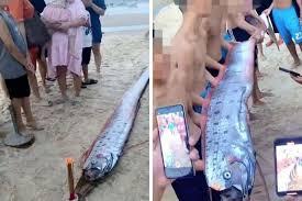 Peixe-remo que “prevê desastres naturais” aparece em praia do Vietenã
