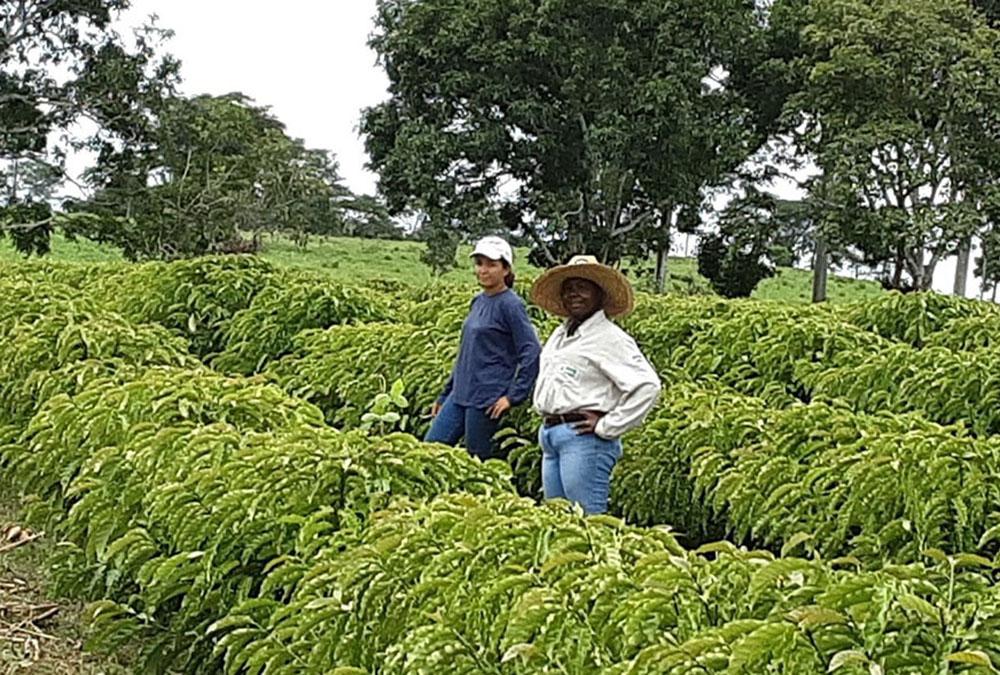 Emater-RO e Produtor de Teixeirópolis apresentam tecnologia para o café clonal