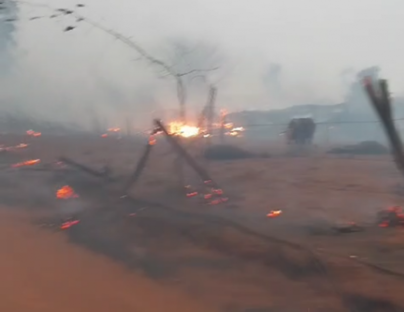 Incêndio Criminoso: Animais são encontrados queimados em pasto em Alta Floresta D'Oeste