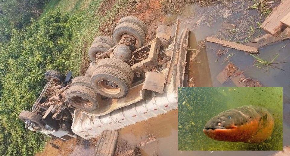 ACREDITE: Caminhão cai em rio após desabamento de ponte em Seringueiras; motorista leva choque de peixe elétrico ao sair do veículo