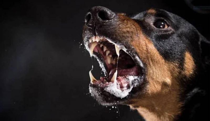 Menina de 1 ano e 11 meses atacada por Rottweiler em Vilhena é transferida para UTI pediátrica de Ji-Paraná
