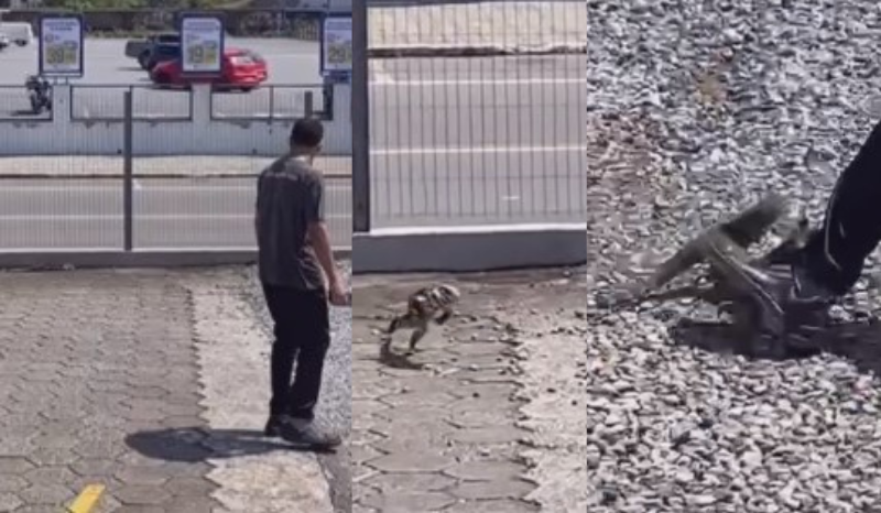 ‘Não mexa com quem está quieto’: homem provoca lagarto e leva ‘troco’; VEJA