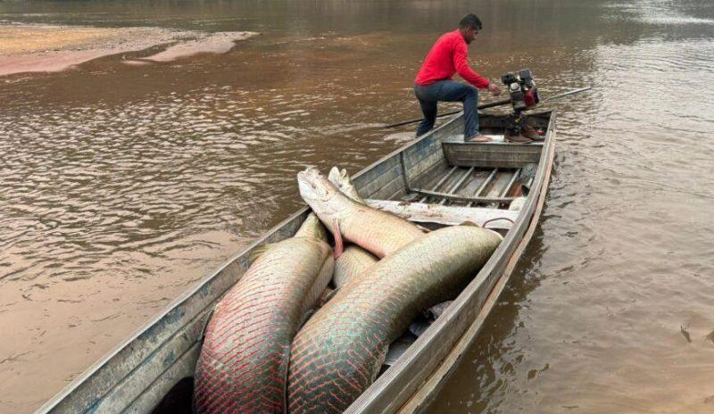 Projeto de manejo do Pirarucu fortalece a preservação ambiental e gera renda extra às comunidades tradicionais