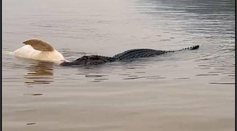 Proprietário de pousada filma jacaré gigante devorando boto-cor-de-rosa no rio Guaporé, em Rondônia