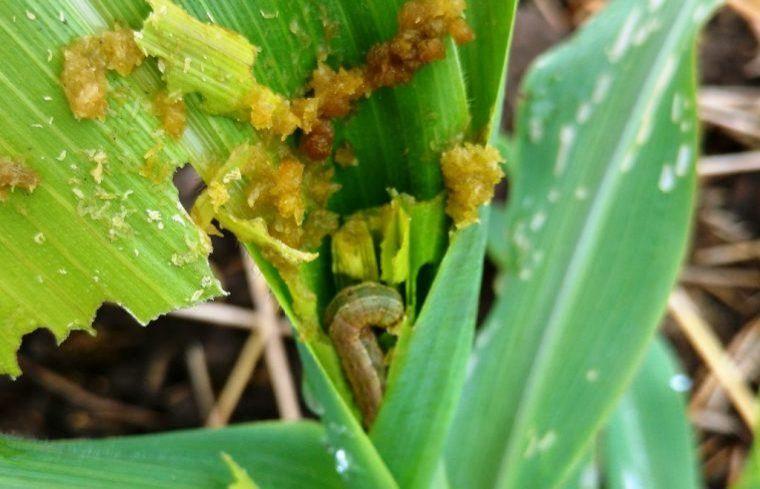 Rondônia vive surto de lagartas desfolhadoras que afeta pastagens em várias regiões