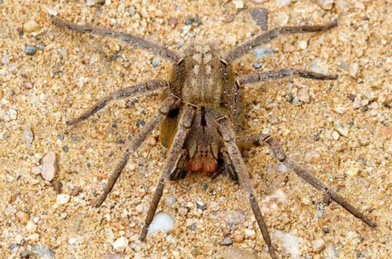 Morador de Vilhena com ereção causada por picada de aranha é transferido para hospital de Porto Velho