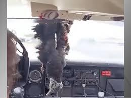 Vídeo: urubu bate em avião e fica preso no para-brisa durante aterrissagem no AM