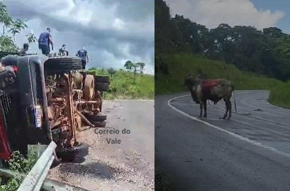 Caminhão boiadeiro tomba na Serra da Onça, na BR 429; veja vídeo