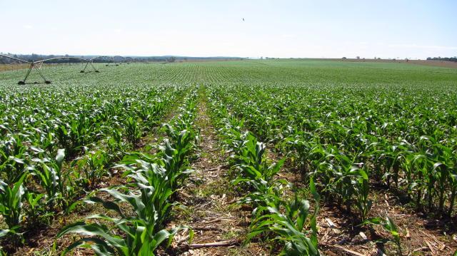 Doenças foliares podem comprometer a produtividade do milho em todas as etapas do cultivo