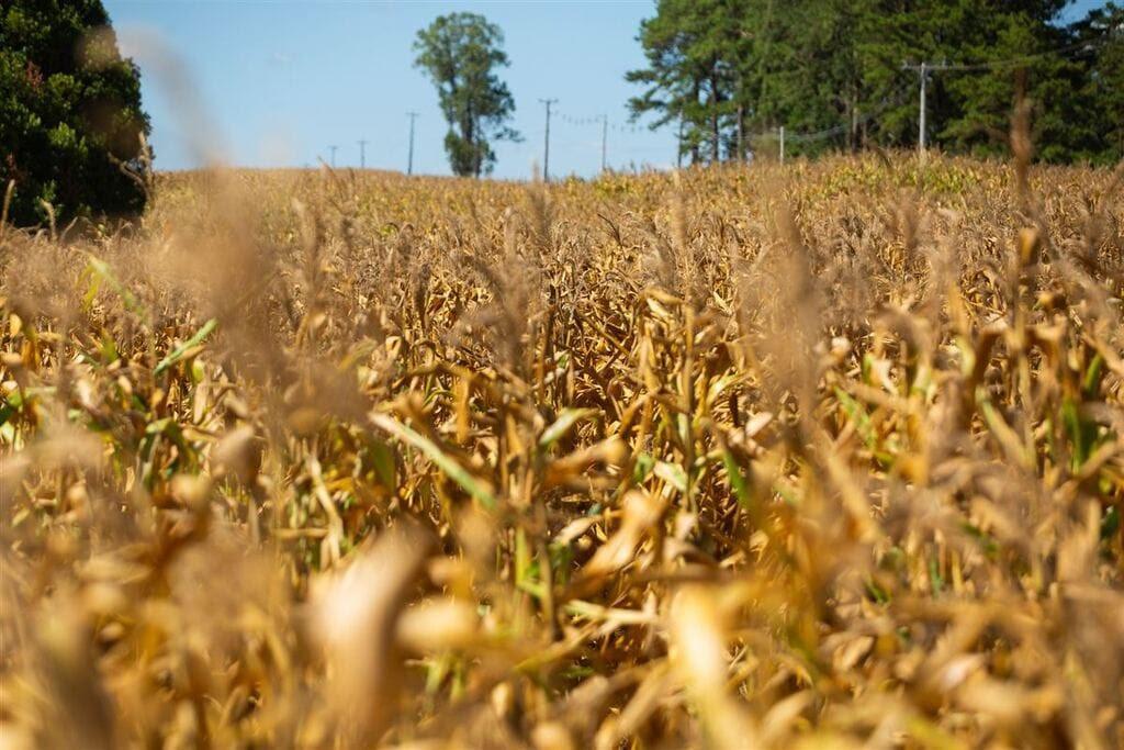 Seca no sul machuca o agro brasileiro
