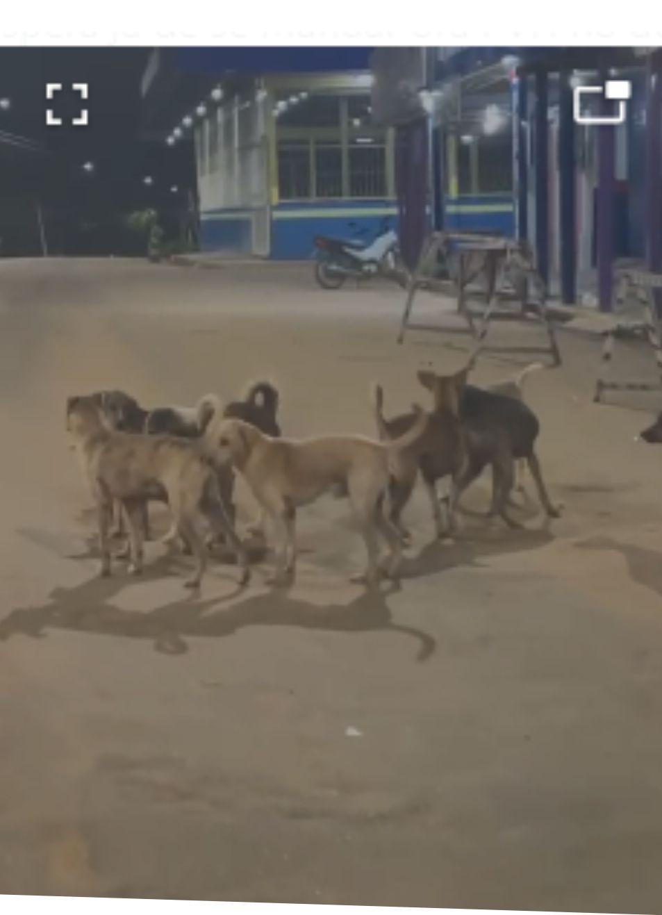 PREFEITURA DO MUNICÍPIO DE LÁBREA PODE RESPONDER POR CÃES VADIOS A ANIMAIS SOLTOS EM VIA PÚBLICA EM CASOS DE DANOS ÀS PESSOAS