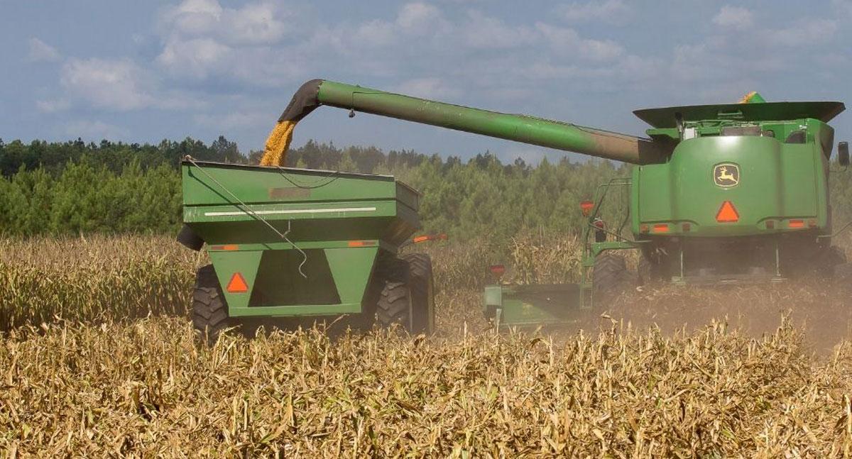 Milho chegará a Rondônia: Conab inicia remoção de 63 mil ton. para dividir pelo país