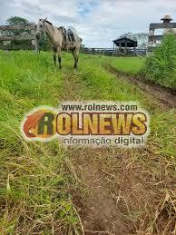 Polícia Civil recupera gado furtado de propriedade em Santa Luzia e investiga estelionato na venda dos animais