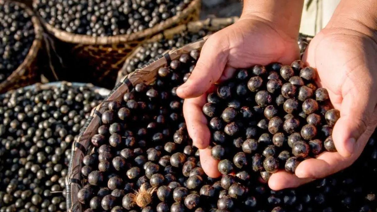 Buritis é reconhecida como Capital do Açaí de Rondônia: conheça a história da cidade com a fruta