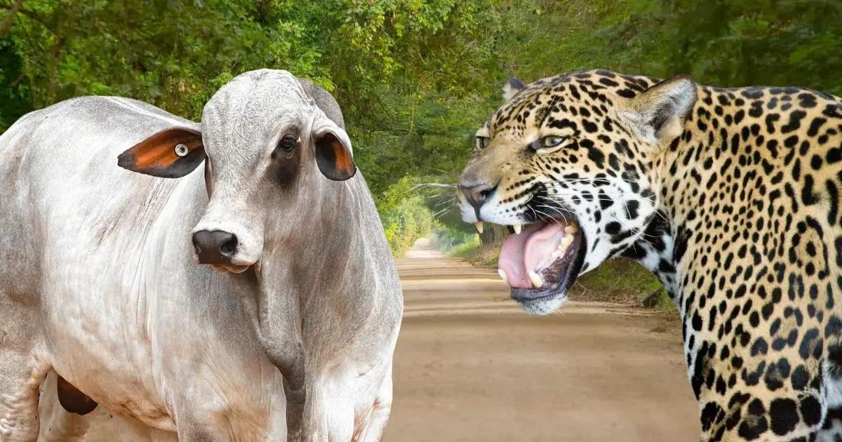 Encontro entre onças e touro no Portal do Pantanal assusta; vídeo