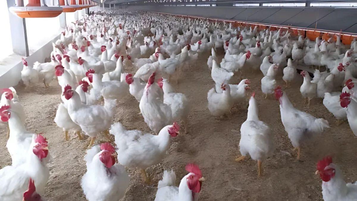 Exportações de frango do Brasil: China, UE e Argentina suspendem compras após gripe aviária; veja o impacto