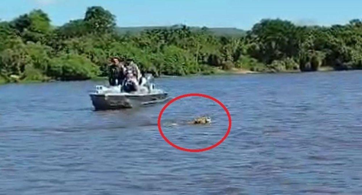 Vídeo: onça-pintada atravessa rio Guaporé a nado e encanta turistas
