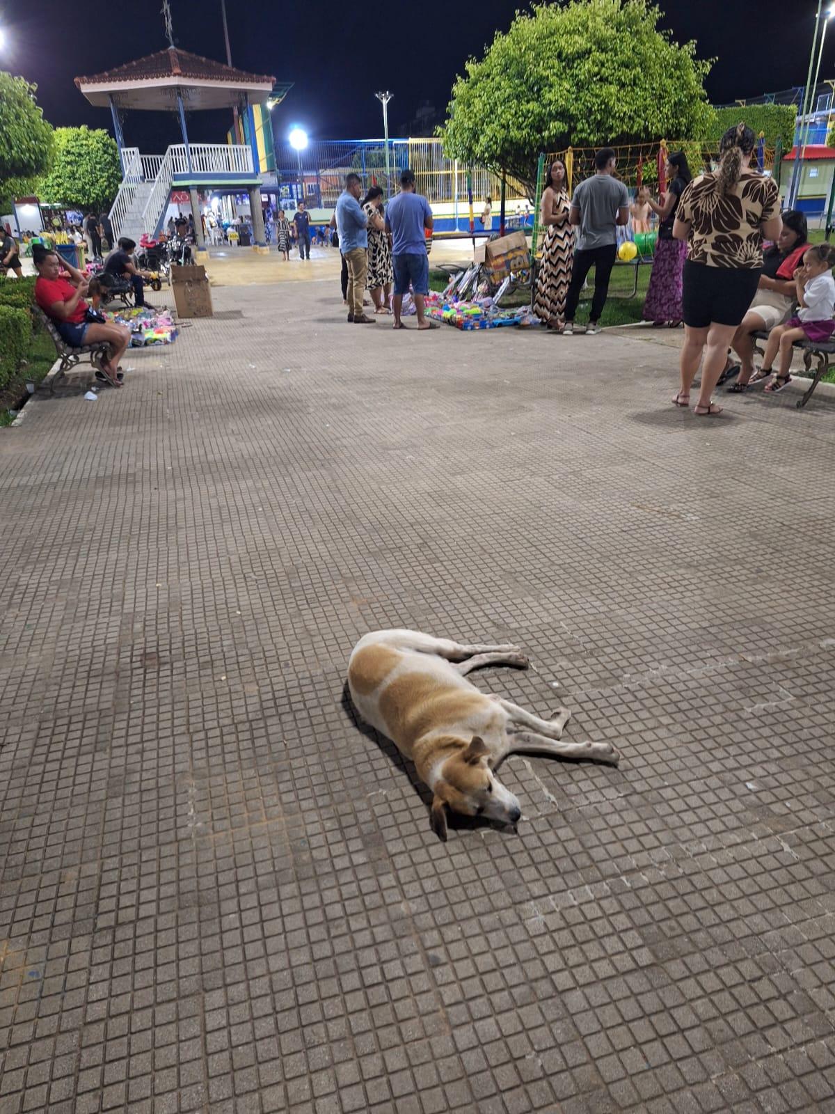 MORADORES, VISITANTES E TURISTAS SUGEREM A PREFEITURA CONSTRUIR CEMITÉRIO CANINO