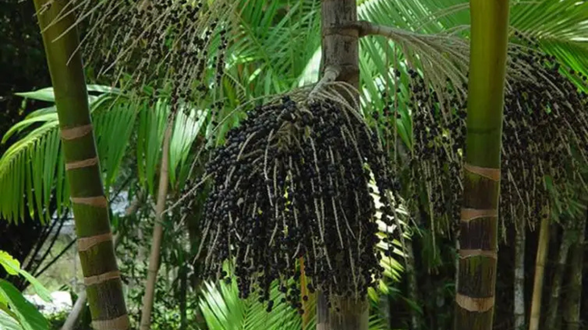 Açaí movimenta bilhões e destaca o Norte na economia florestal brasileira