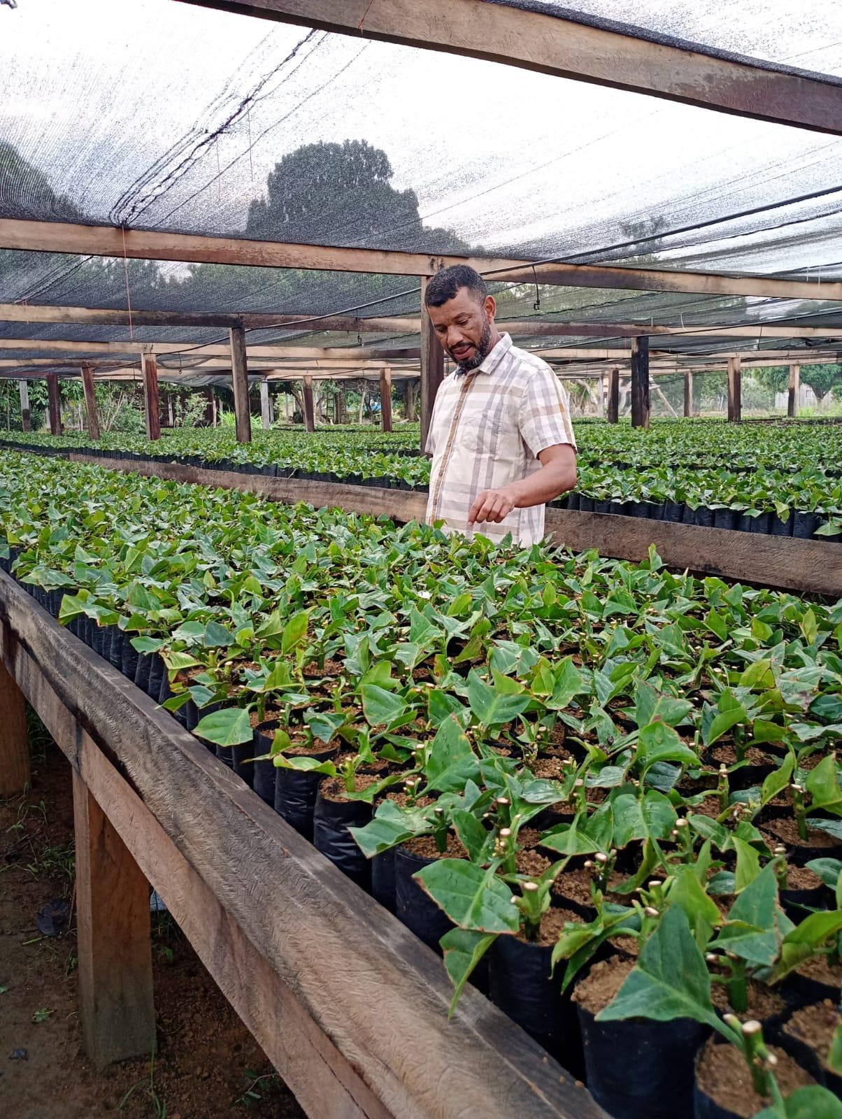 COMEÇA A INTRODUÇÃO DO CAFÉ CLONAL NO DISTRITO DO CURUQUETÊ E SECRETARIA DE AGRICULTURA E PRODUÇÃO TEM SUCESSO COM VIVEIRO DE CLONES