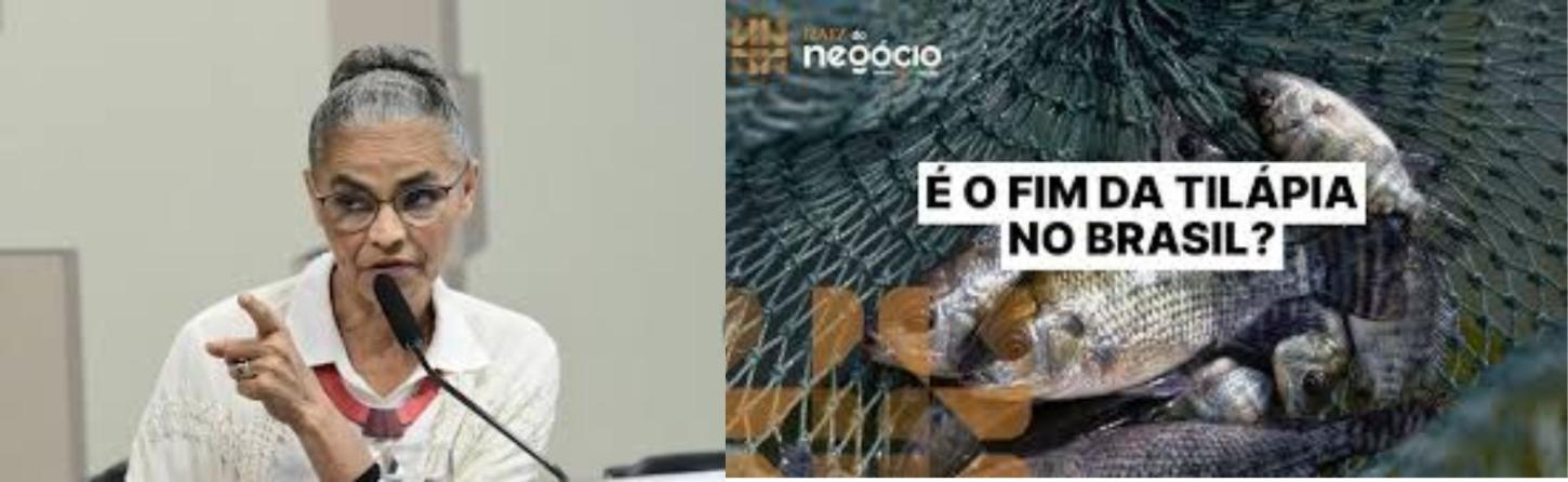 O que realmente está por trás da medida da Ministra Marina Silva através da Comissão Nacional da Biodiversidade (CONABIO) em declarar a Tilápia Espécie Exótica