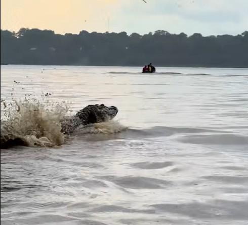 Vídeo de turistas cercados por jacarés gigantes no Lago do Cuniã viraliza nas redes sociais