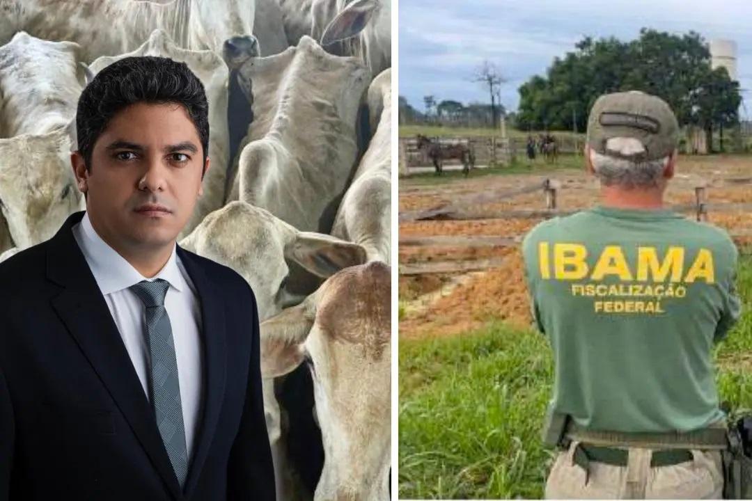 A verdade sobre o produtor que teve vacas mortas após apreensão do Ibama