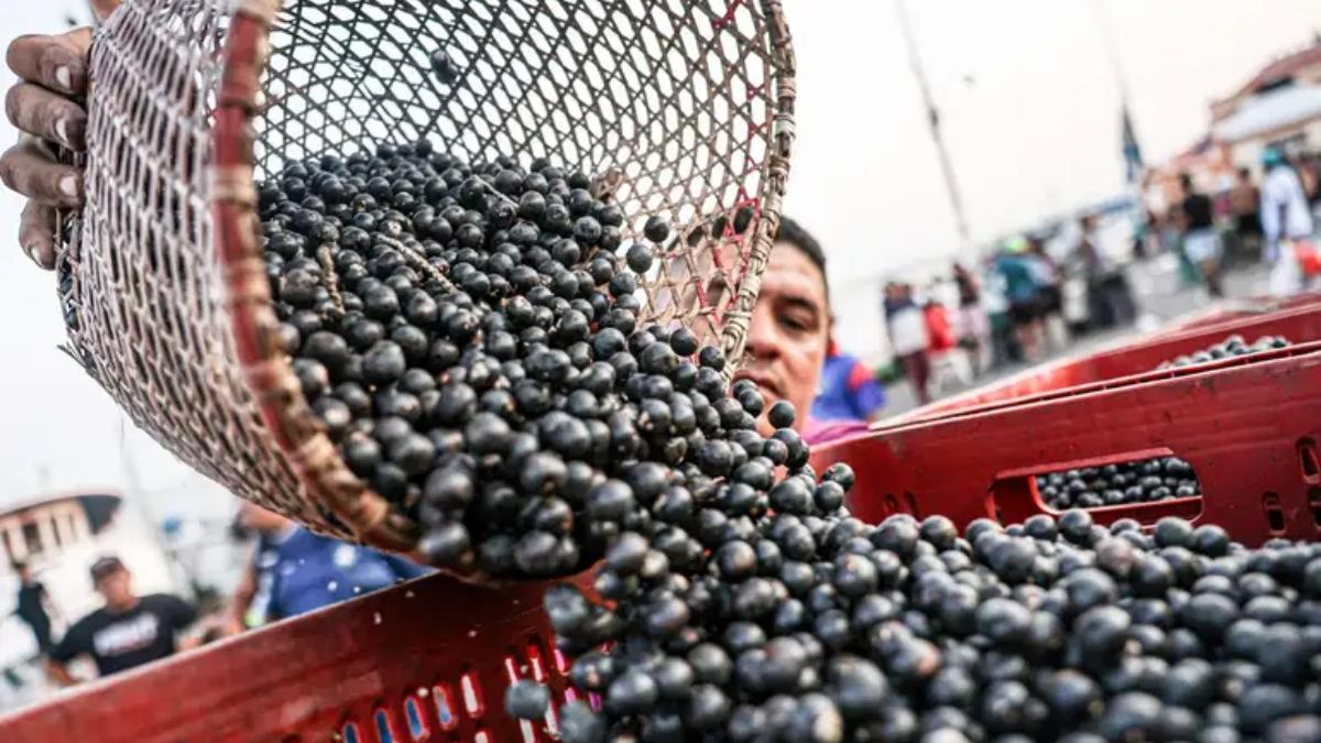 Açaí é reconhecido oficialmente como fruta nacional e fortalece identidade amazônica