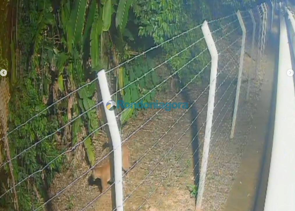 Onça é flagrada por câmeras perto do Parque Circuito e gera alerta