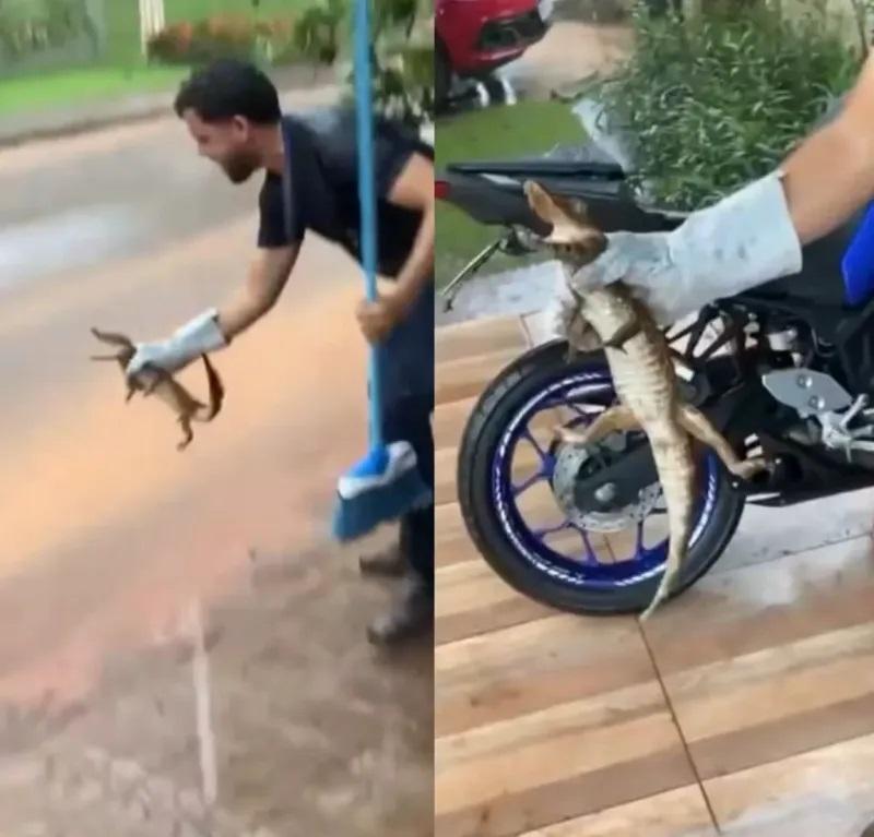 Filhote de jacaré é capturado em frente a oficina de motos em Rolim de Moura