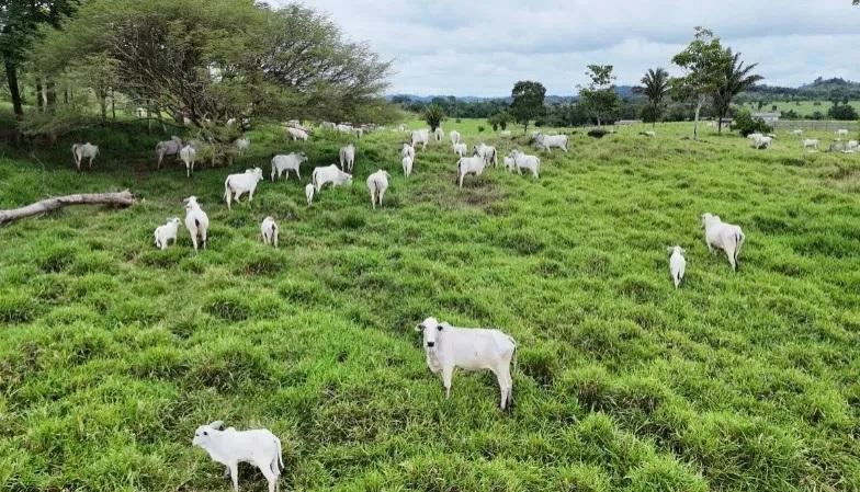 MPRO denuncia seis na Operação Boi Gordo por esquema milionário de fraude fiscal e corrupção no setor de frigoríficos em Rondônia
